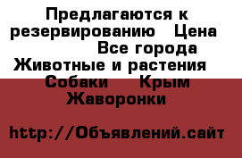 Предлагаются к резервированию › Цена ­ 16 000 - Все города Животные и растения » Собаки   . Крым,Жаворонки